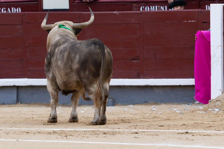 Madrid, Spain- June 2, 2022: Fighting bulls with wide horns in the bullfight held at the Las Ventas bullring in Madrid. bullfights Bullfighter with a crutch.のeditorial素材