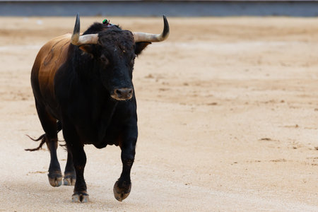 Madrid, Spain- June 2, 2022: Fighting bulls with wide horns in the bullfight held at the Las Ventas bullring in Madrid. bullfights Bullfighter with a crutch.のeditorial素材