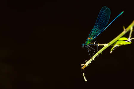 Blue-winged dragonfly perched on a green branch. Insects of rivers and lakes. Devil's horse.の写真素材