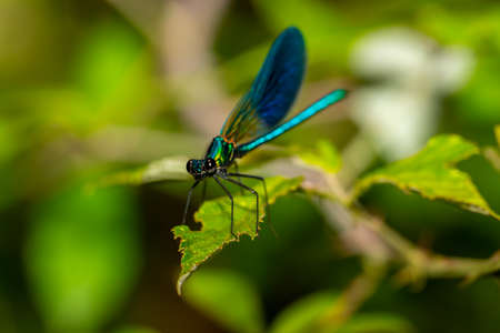 Blue-winged dragonfly perched on a green branch. Insects of rivers and lakes. Devil's horse.の写真素材