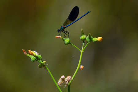 Blue-winged dragonfly perched on a green branch. Insects of rivers and lakes. Devil's horse.の写真素材