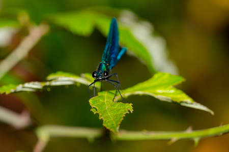 Blue-winged dragonfly perched on a green branch. Insects of rivers and lakes. Devil's horse.の写真素材