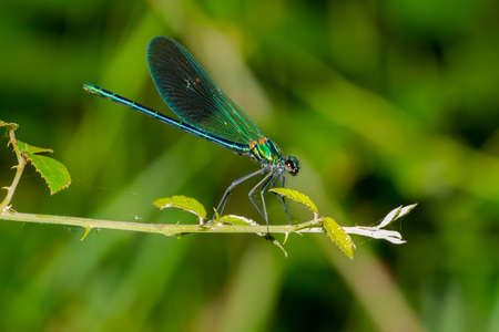 Blue-winged dragonfly perched on a green branch. Insects of rivers and lakes. Devil's horse.の写真素材