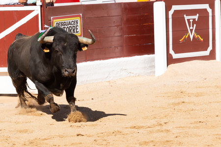 Madrid, Spain- June 19, 2022: Bullfight in the town of Villarejo de SalvanÃ©s. Fighting bulls in the ring of a square.のeditorial素材