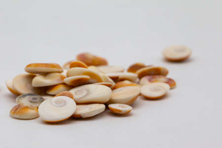 seashells on a white background. close-up.の写真素材