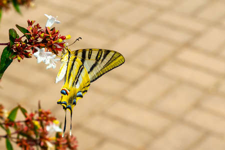 Zebra butterfly collecting pollen from flowers. Insects with colored wings. Butterfly macro photo.の写真素材