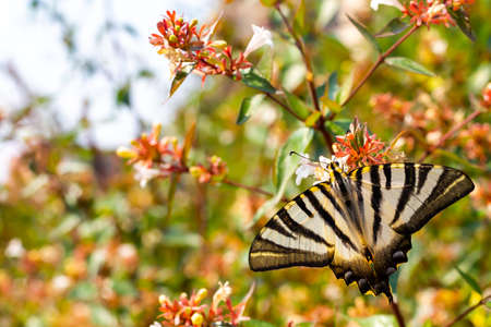 Zebra butterfly collecting pollen from flowers. Insects with colored wings. Butterfly macro photo.の写真素材