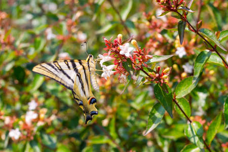 Zebra butterfly collecting pollen from flowers. Insects with colored wings. Butterfly macro photo.