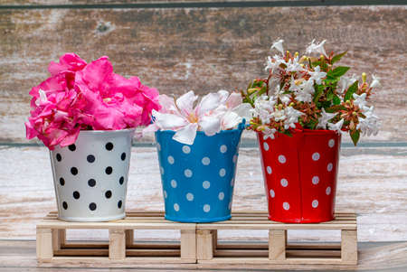 Three red, white and blue metal buckets with colorful flowers on wooden pallets. Home decor. wild-flowersの写真素材