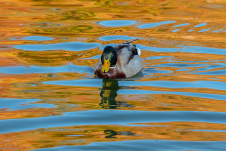 A mallard duck swimming in a lake with orange water reflections.の写真素材