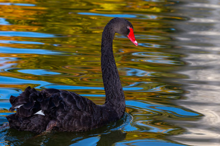 Red-billed black swan swimming in a pond. Large birds. Black feather birds. Swan in a pond.の写真素材