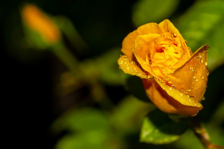 Water drops on yellow rose petals. Macro photo of water drops. Autumn rain.の写真素材