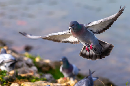 Grey-winged dove in flight over a pond. small birds. urban birds. Bird with open wings.の写真素材