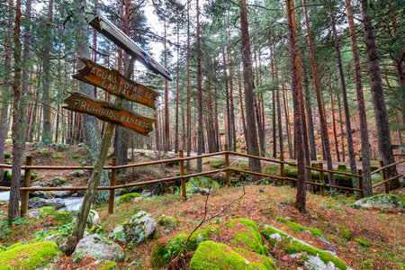 Wooden signpost in the forest with wooden bridge and hiking trailの写真素材