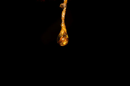 Honey dripping down on black background. Golden honey drop isolated on black background.