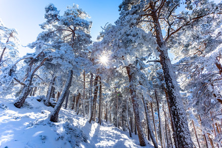Mountain landscape with snow a sunny day and blue sky. winter photo. Snow storm in the mountains. Mountains and pine trees covered with snow.の写真素材