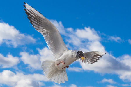 White and gray feathered gull in flight with open wings over blue sky hunting for food. Aquatic...