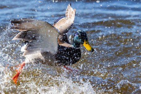Splashing of a duck in the lagoon. Duck with open wings. Aquatic birds.の写真素材