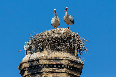 Two storks in a nest on the top of an ancient buildingの写真素材
