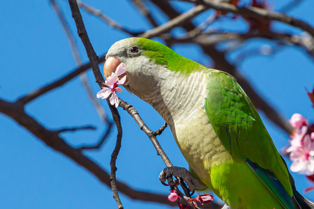 Green-winged Parakeet perched on a blossoming almond tree. Spring flowers. invasive birds. Small birds.の写真素材