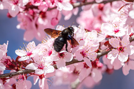 Wood blue bumblebee perched on cherry blossom. Insect collecting pollen from flowers. Spring photo.の写真素材