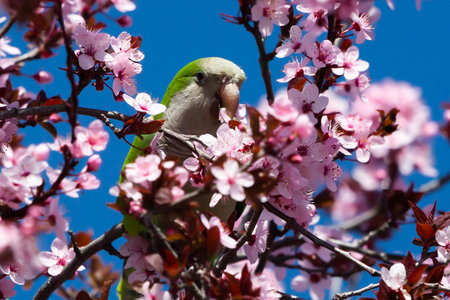 Green-winged Parakeet perched on a blossoming almond tree. Spring flowers. invasive birds. Small birds.の写真素材