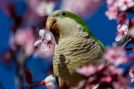 Green-winged Parakeet perched on a blossoming almond tree. Spring flowers. invasive birds. Small...
