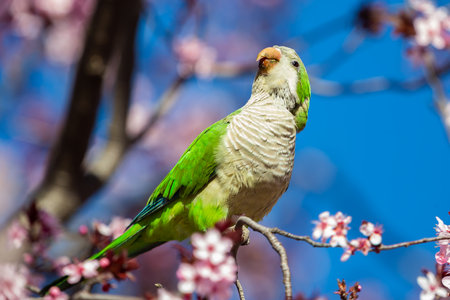 Green-winged Parakeet perched on a blossoming almond tree. Spring flowers. invasive birds. Small...