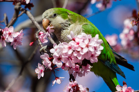 Green-winged Parakeet perched on a blossoming almond tree. Spring flowers. invasive birds. Small birds.の写真素材
