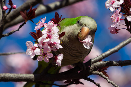 Green-winged Parakeet perched on a blossoming almond tree. Spring flowers. invasive birds. Small...