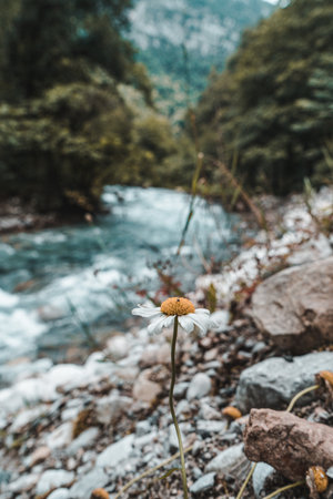 Chamomile flower on mountain, Thailand. (Selective focus)