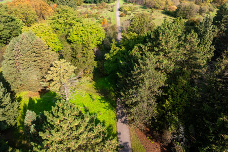An aerial perspective of a lush botanical garden featuring a narrow path amidst dense greenery. Coniferous and deciduous trees display vibrant green and autumn hues.の写真素材