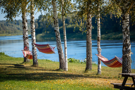 Three vibrant hammocks hang between birch trees near a gentle river, with lush greenery and dappled sunlight creating a peaceful, natural retreat.の写真素材