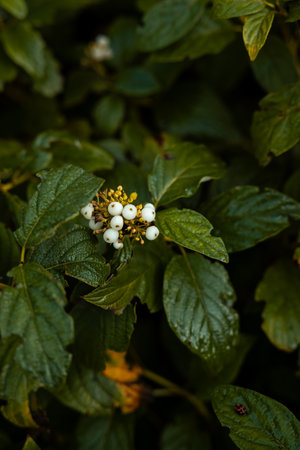 A close up view of white berries nestled in lush, glossy green leaves. A small insect is visible on a leaf, adding life to the vibrant plant scene.の写真素材
