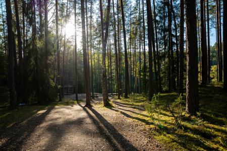 Tall pine trees cast shadows on a sunlit path in a tranquil forest. Sunlight filters through the canopy, illuminating moss and leaves on the forest floor.の写真素材