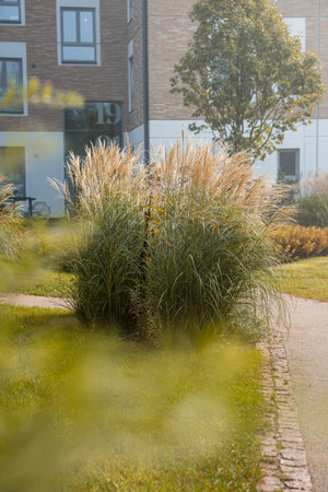 A well maintained garden with ornamental grasses and a tree near a modern brick building marked 19. Paved pathways and trimmed grass enhance the setting.の写真素材