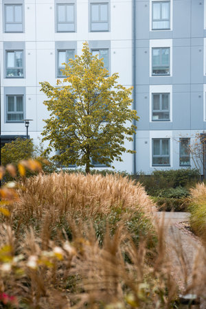 A modern building with a light gray and white facade features uniform windows. A tree with green and yellow leaves stands in front, surrounded by tall grasses.の写真素材