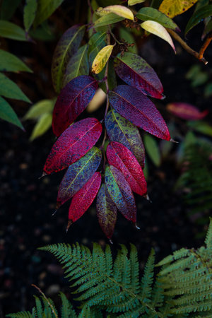 A cluster of leaves transitions from deep red to green, with hints of yellow, set against a dark background. Below, a lush green fern adds contrast.の写真素材