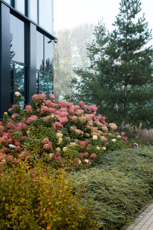 A modern building with reflective glass windows is partially obscured by pink and white hydrangea bushes. Tall pine trees stand in the background.の写真素材