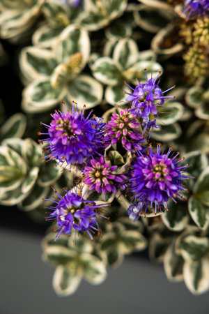 Purple flowers with spiky petals contrast against green and white leaves, highlighting the intricate...