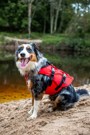 Dog in life vest near riverの写真素材