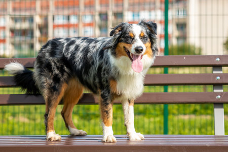 Australian shepherd dog is sitting on bench in the yardの写真素材