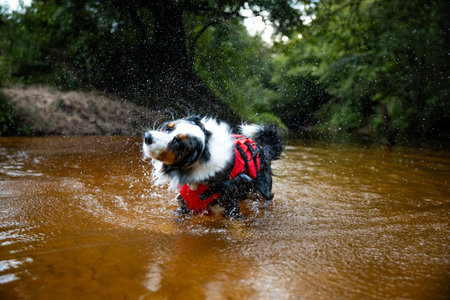 the dog runs on water, shakes off. Happy pet. active Australian Shepherdの写真素材