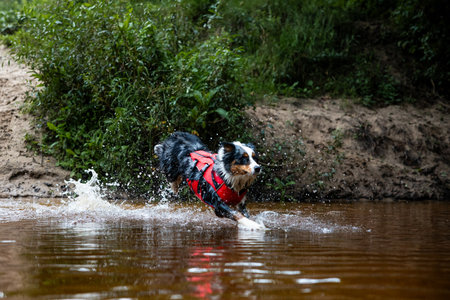 Australian Shepherd dog is jumping into the water. He loves water and he jump for stick.の写真素材