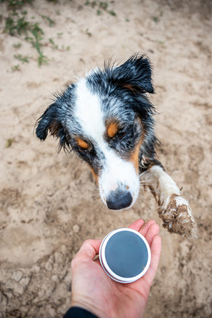 Australian Shepherd on the beach with a soap dish for washing his pawsの写真素材