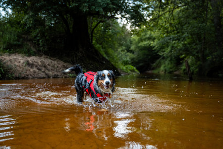 Australian Shepherd dog is jumping into the water. He loves water and he jump for stick.の写真素材