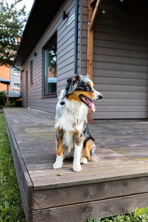 Cute australian shepherd sitting on wooden terrace near a modern private houseの写真素材