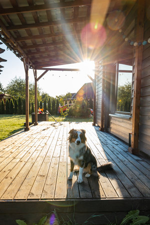 Cute australian shepherd sitting on wooden terrace near a modern private houseの写真素材
