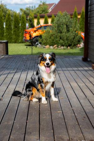 Cute australian shepherd sitting on wooden terrace near a modern private houseの写真素材