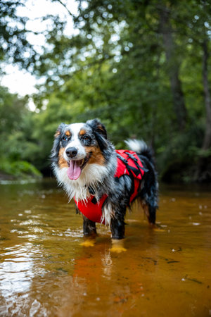 Happy Australian Shepherd with life jacket stands in water, riverの写真素材
